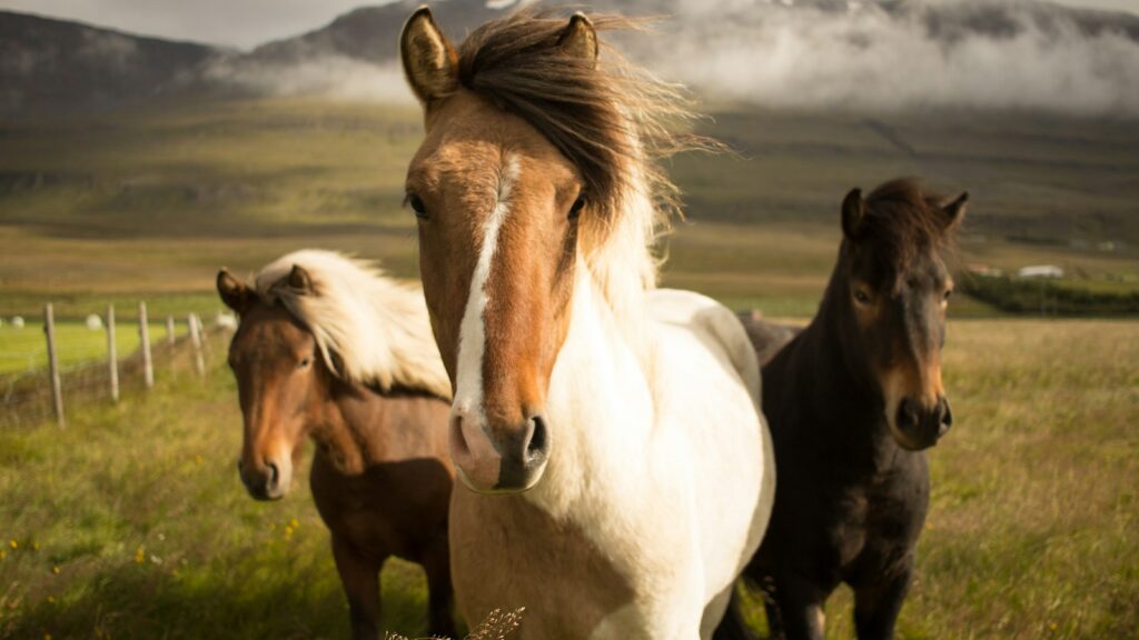 three assorted-color horses running away from a mountain