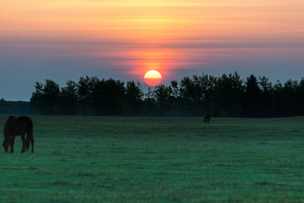 Black horse standing on green grass field