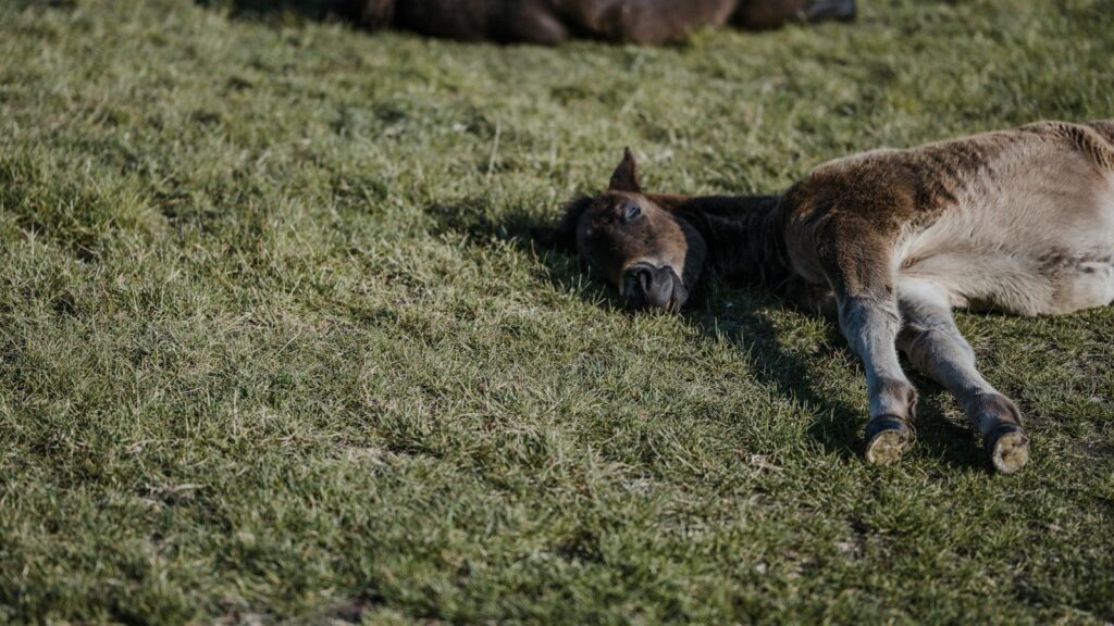 brown and white short coated dog lying on green grass during daytime