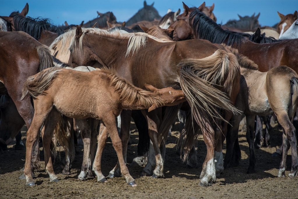 Horse breeding farm in the steppes of Kazakhstan