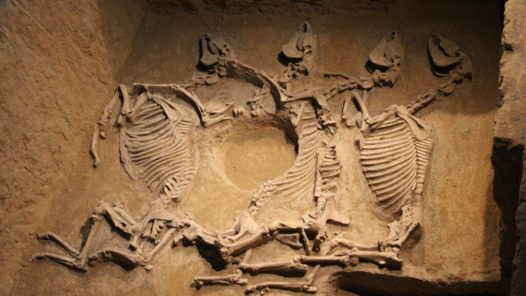 Horse Burials