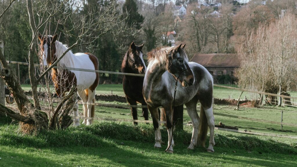 a group of horses standing on top of a lush green field