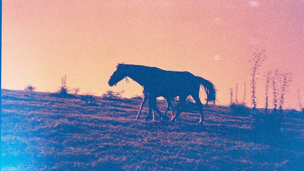 a horse with 8 legs