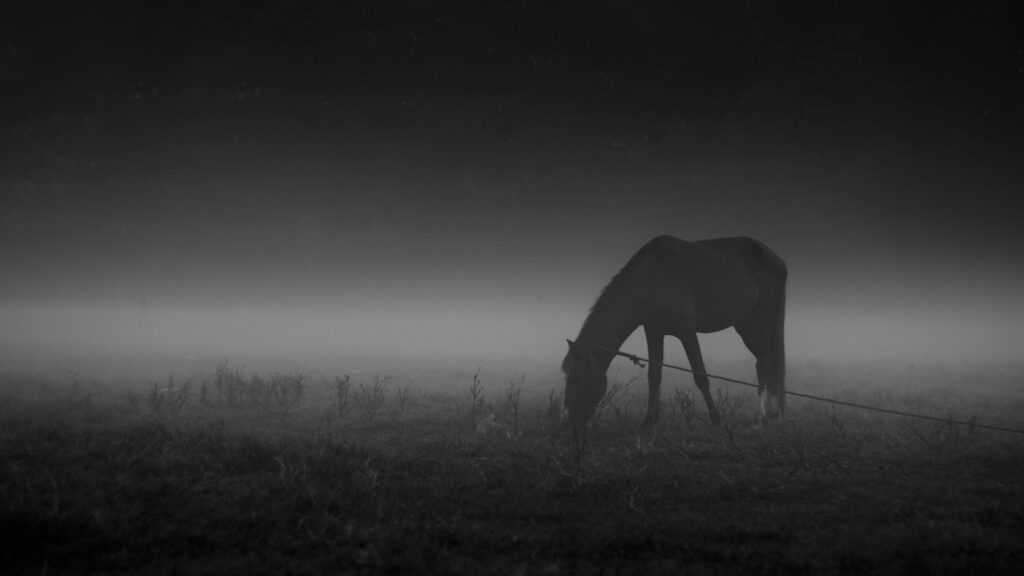 A black and white photo of a horse grazing in a field