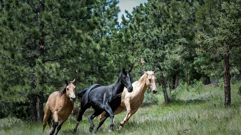 two brown and one black horse on green grass
