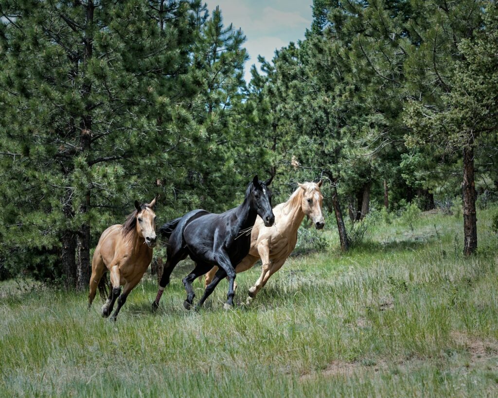 Two brown and one black horse on green grass
