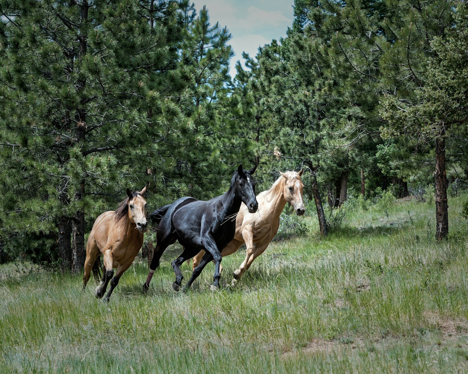 Two brown and one black horse on green grass