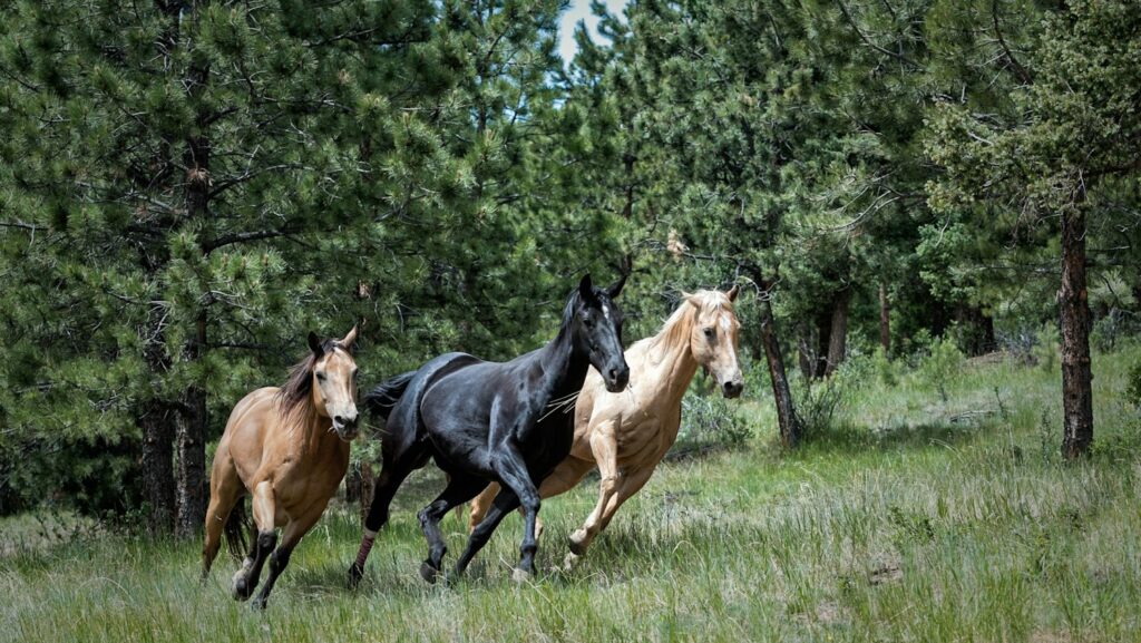 Two brown and one black horse on green grass