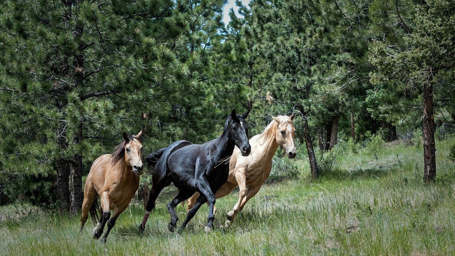 Two brown and one black horse on green grass