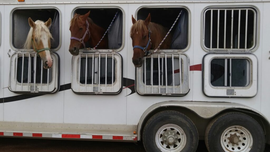 three horses in white trailer