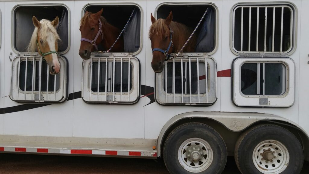 three horses in white trailer