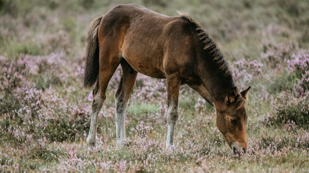 brown and white horse on grass field