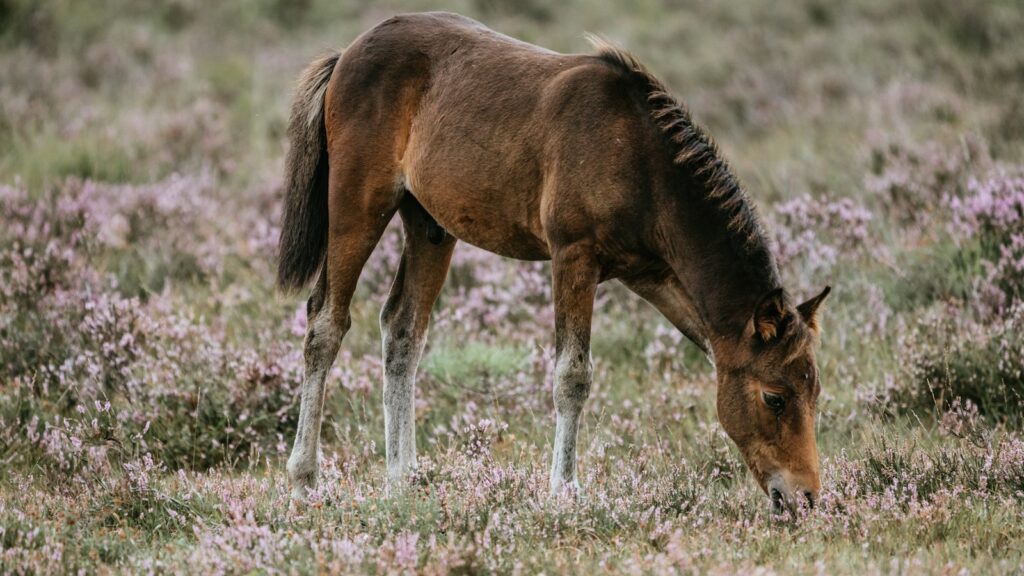 brown and white horse on grass field