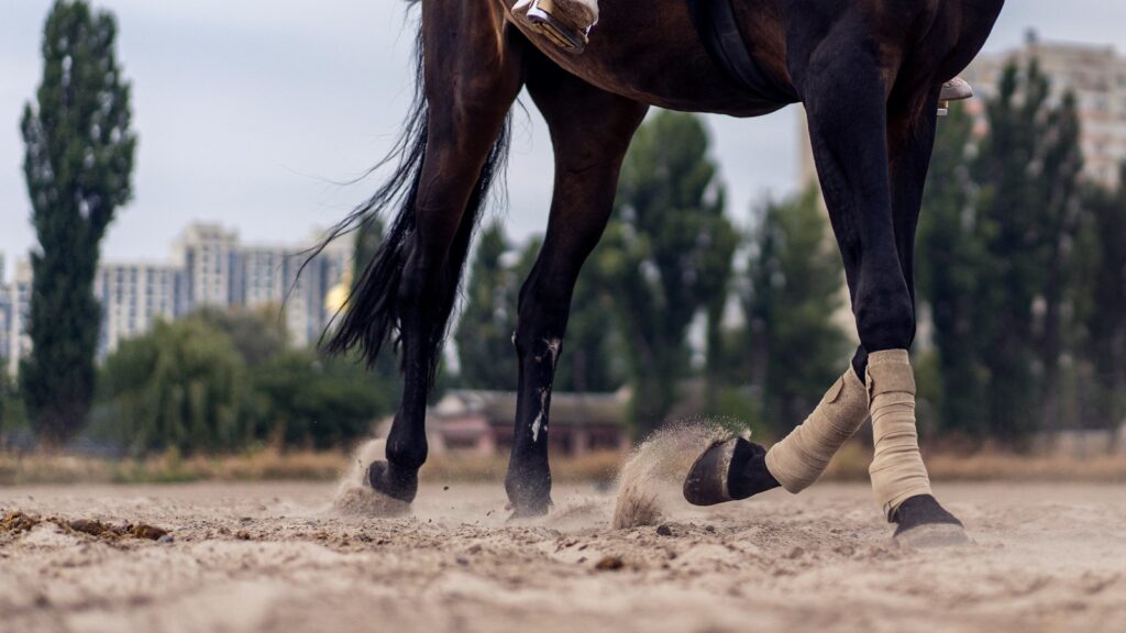 brown horse running on brown sand during daytime