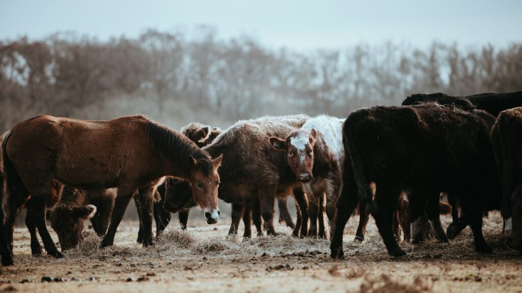 herd of brown horses and cows on field near brown trees selective-focus photography