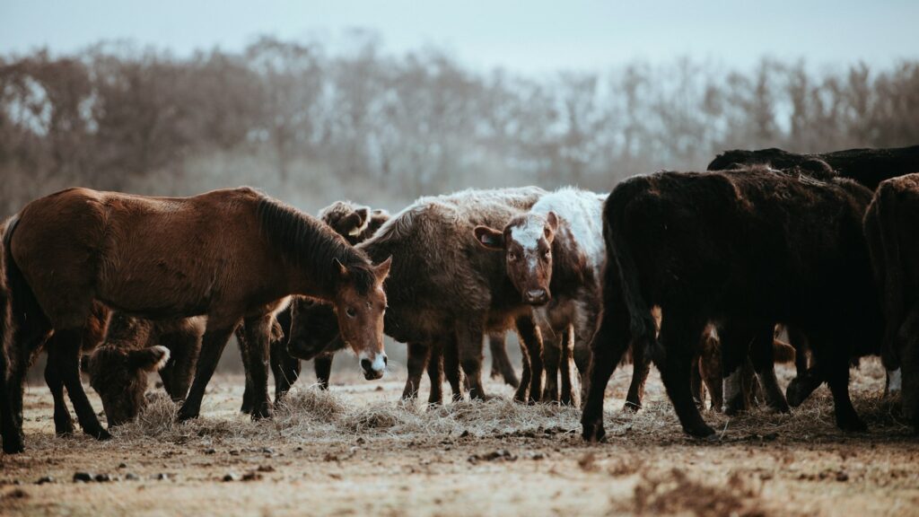 herd of brown horses and cows on field near brown trees selective-focus photography