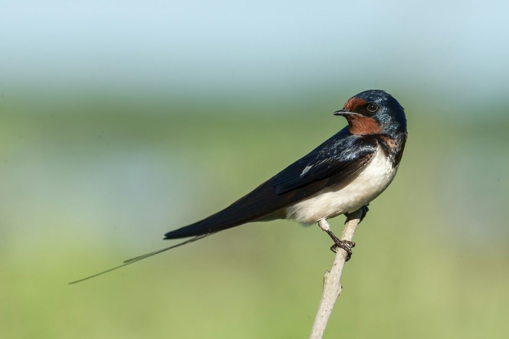 Swallow bird on brown tree branch