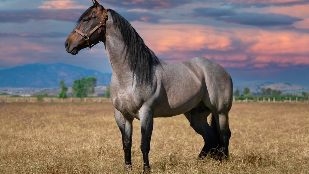brown horse on brown grass field during daytime