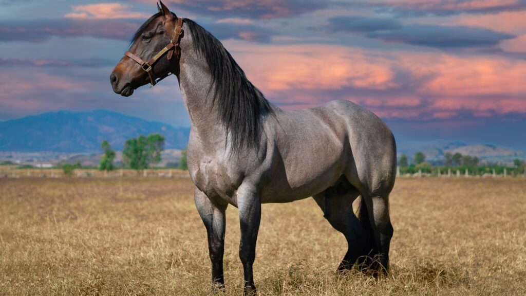 brown horse on brown grass field during daytime