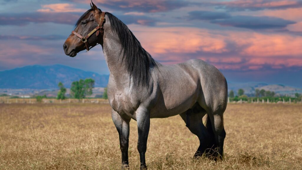 brown horse on brown grass field during daytime