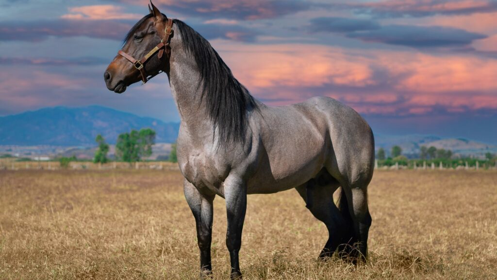 brown horse on brown grass field during daytime
