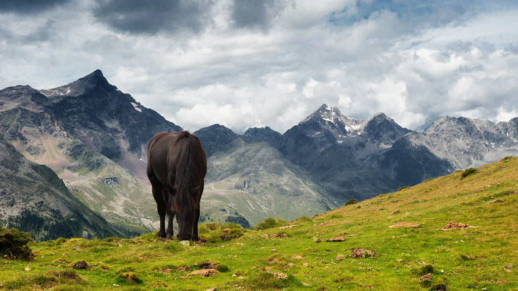horse gazing on mountains