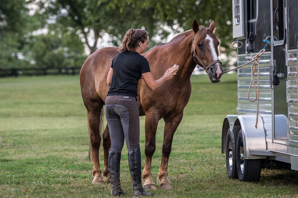 Horse grooming