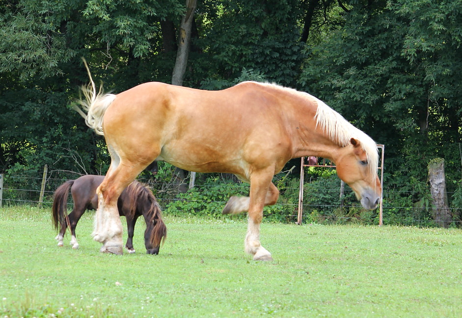 Brabant Horse with Pony