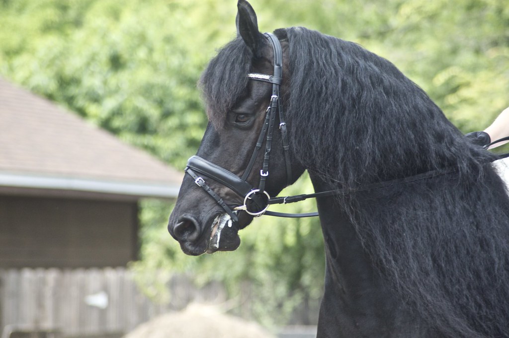 Friesian Horse