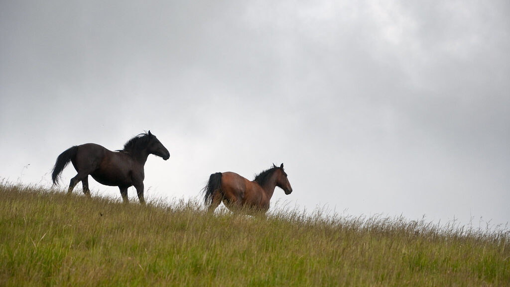 Two wild horses running over the hill