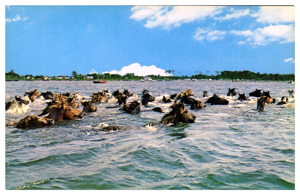 Horses in water