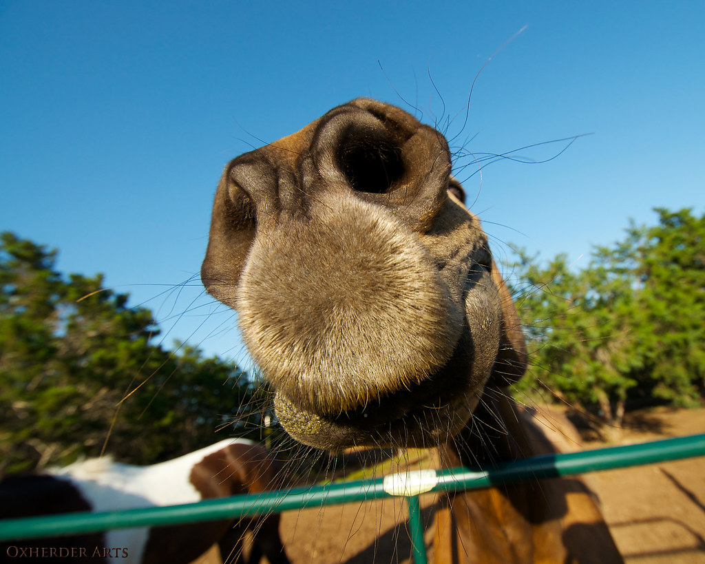 Horse nostrils closeup