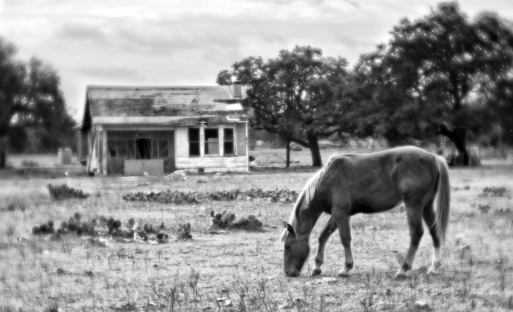 Horse resting