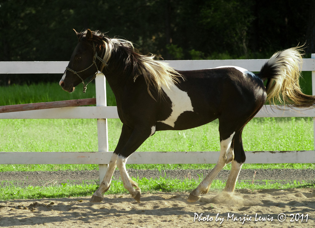 Tobiano paint horse
