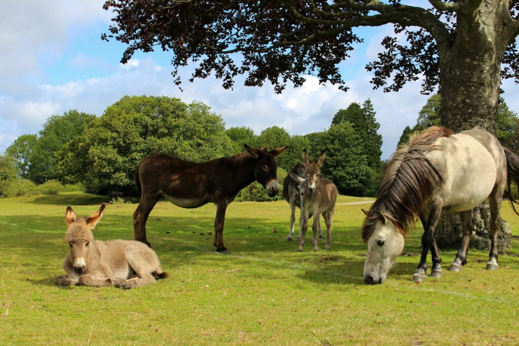 Brown horse and white horse on green grass field during daytime