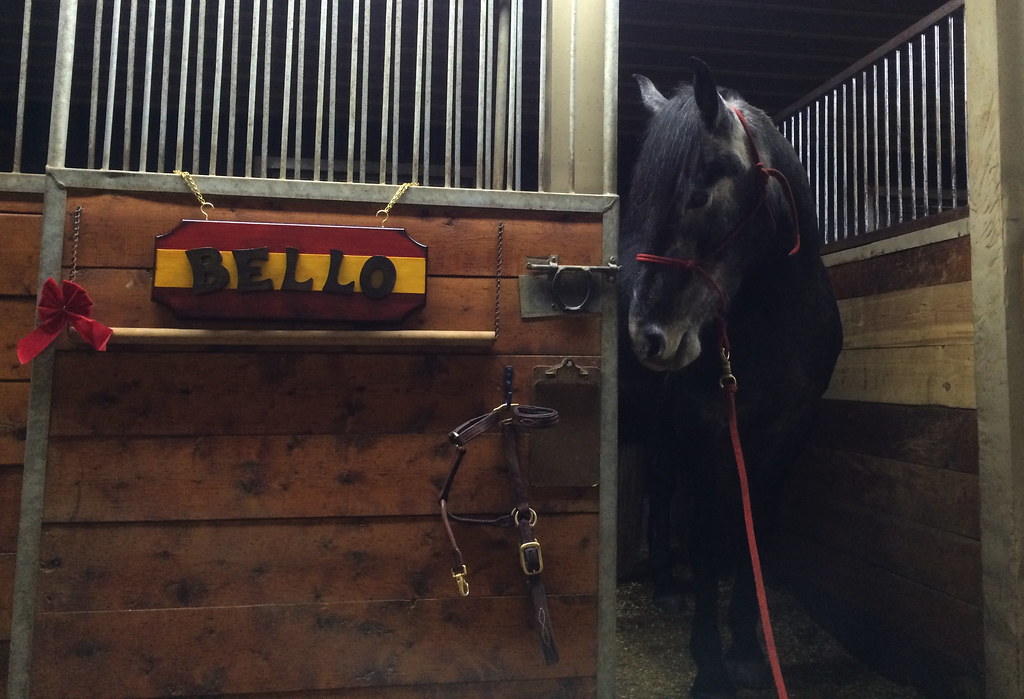 Horse admiring his Christmas present