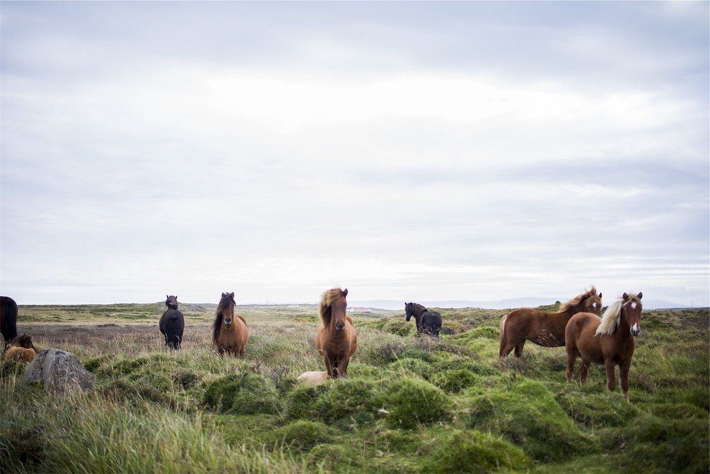 Farm Horses