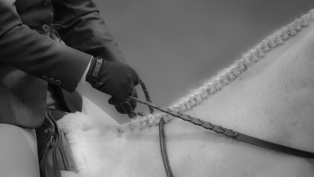 horse neck showing equipment