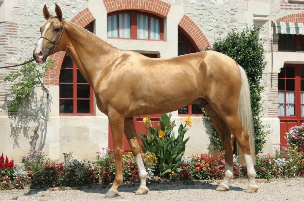 Golden Akhal Teke Stallion