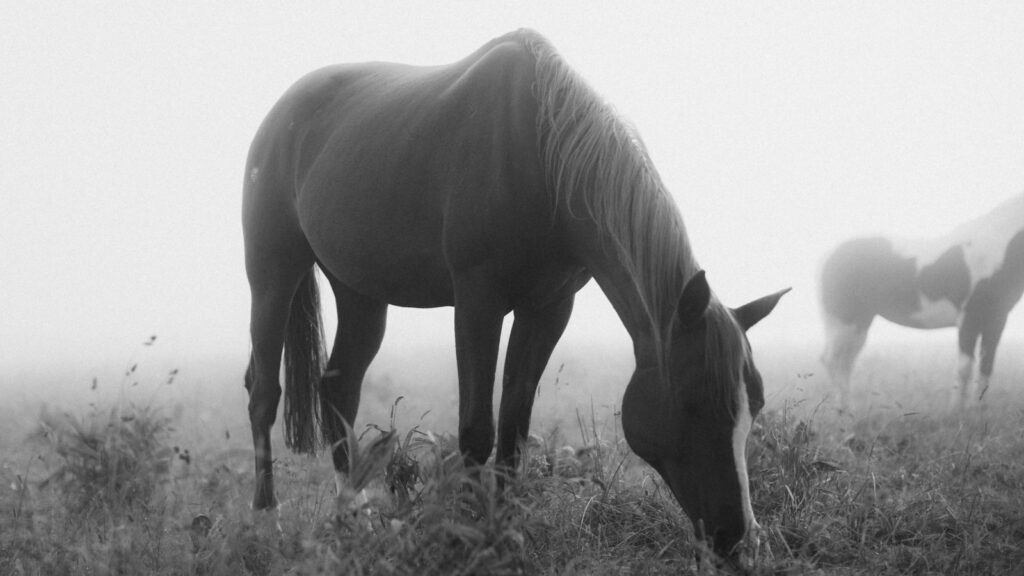 a group of horses grazing