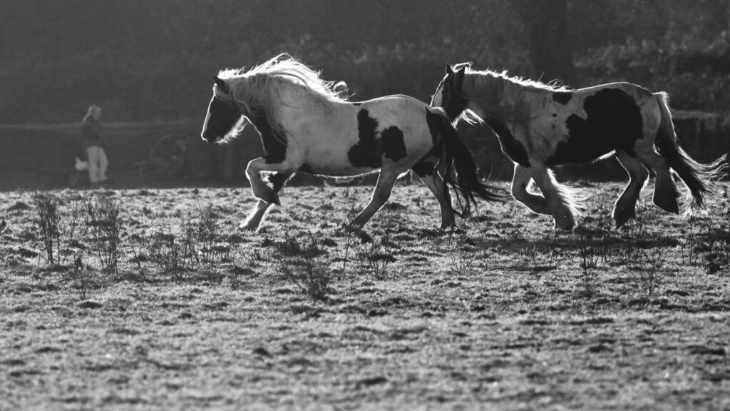 grayscale photography of two horses on field