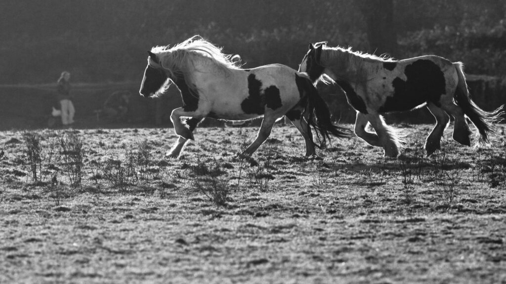 two horses on field