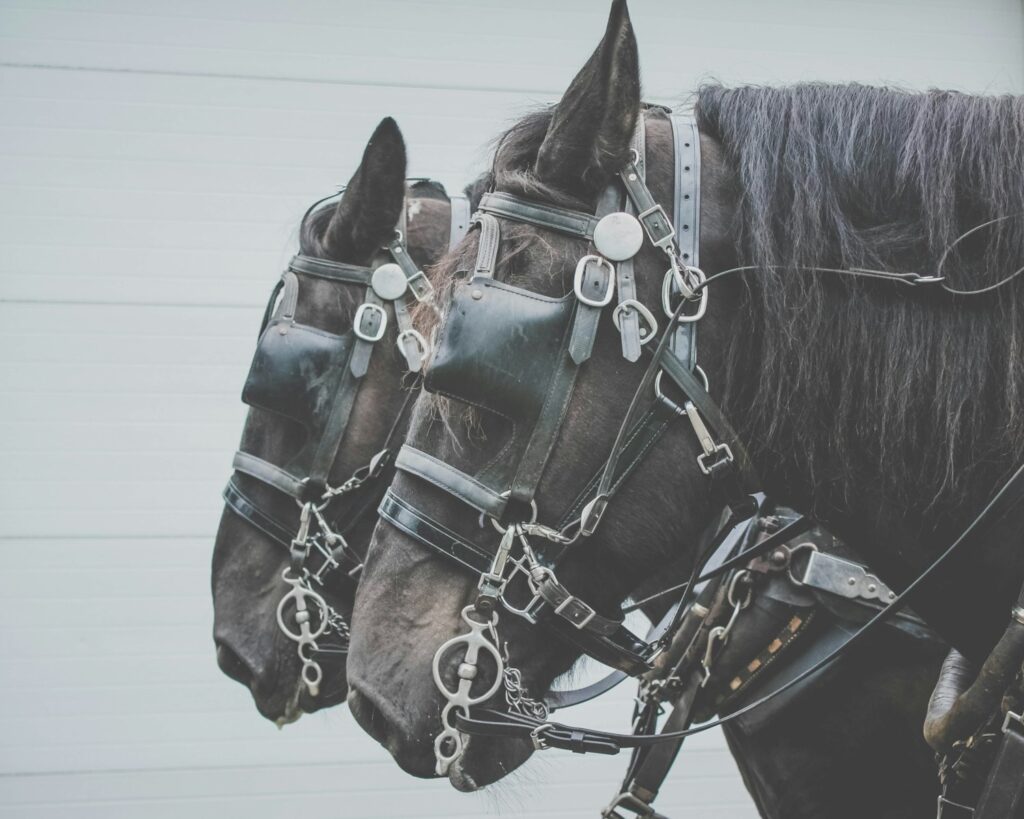 Two black horses
