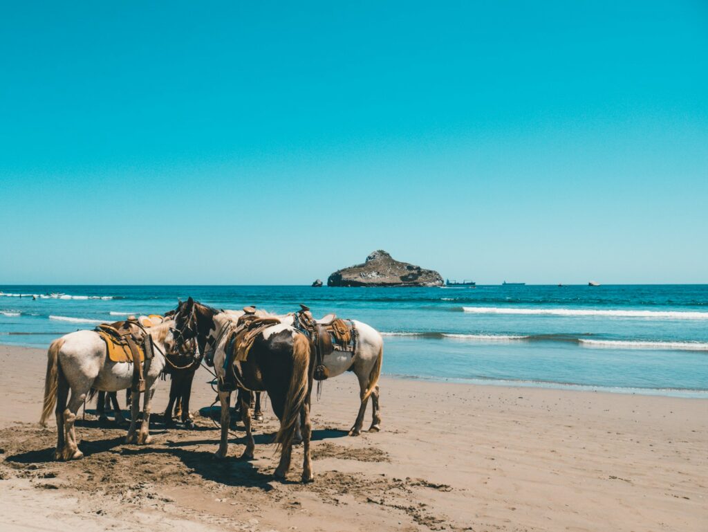 Horses near shore under clear sky during daytime