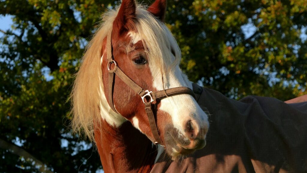 a brown and white horse wearing a blanket