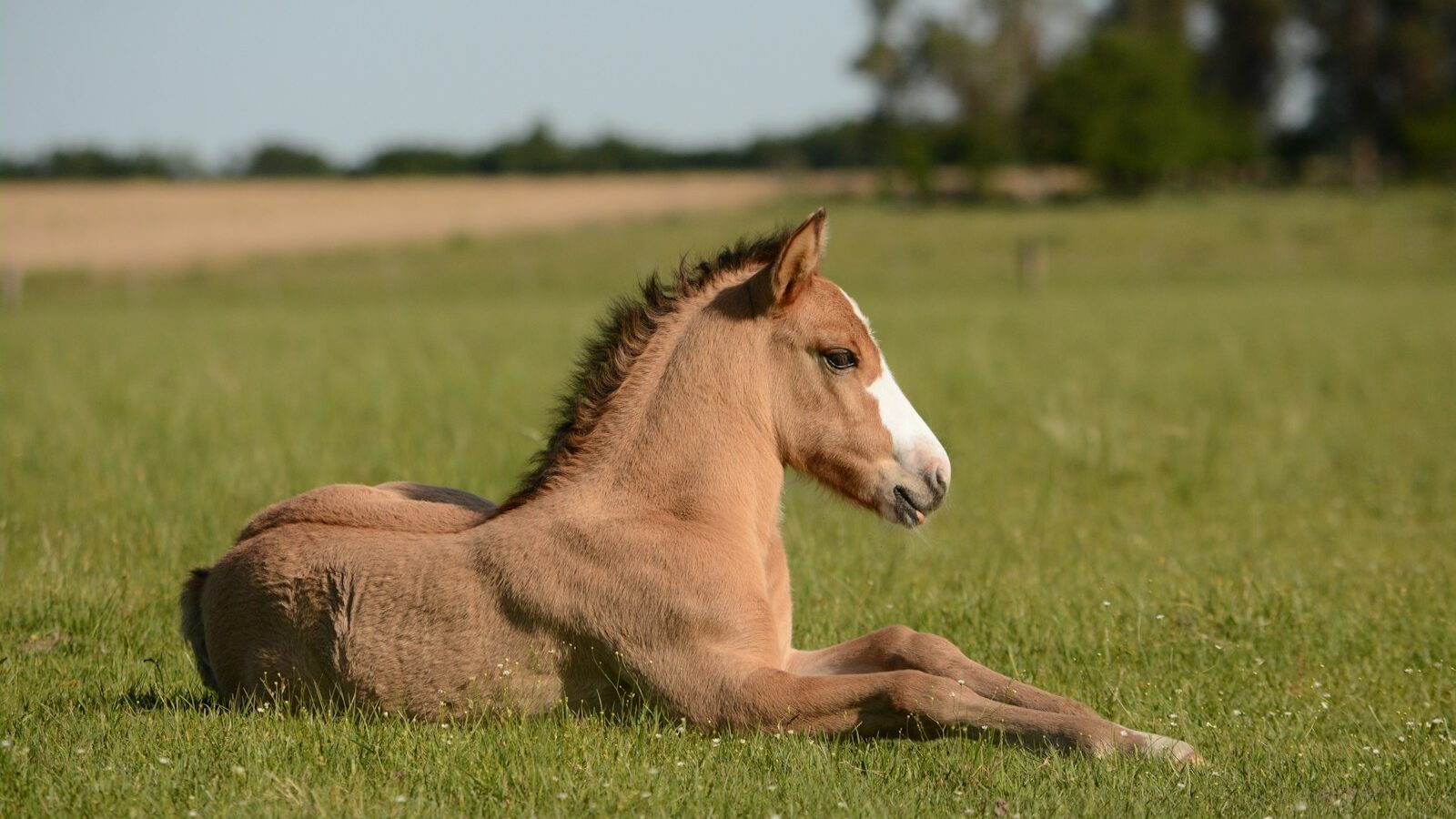horse in grass