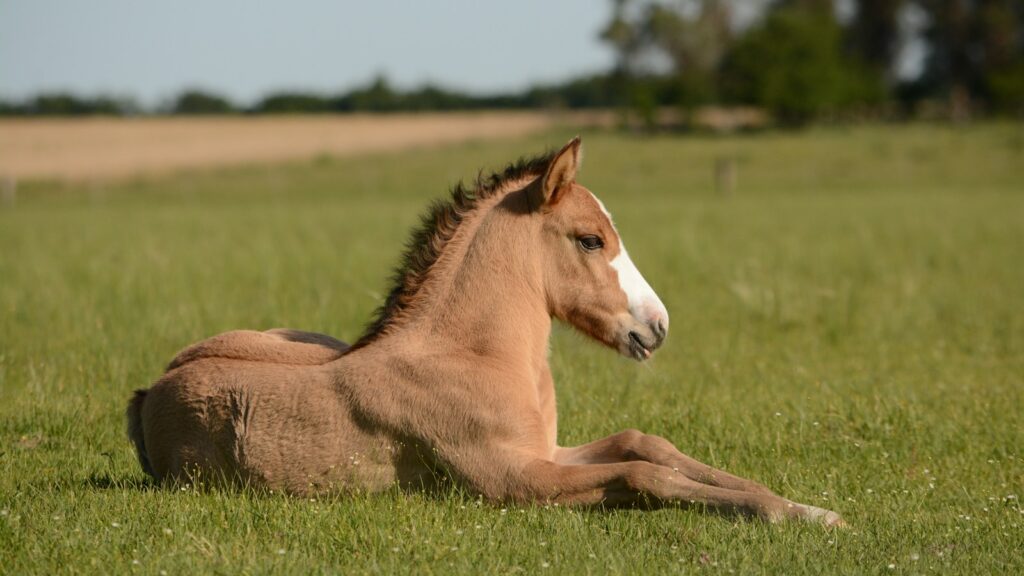 horse in grass