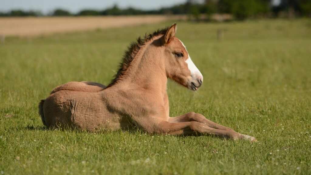 horse in grass