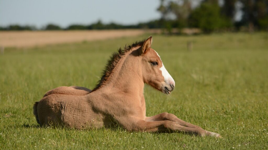 horse in grass
