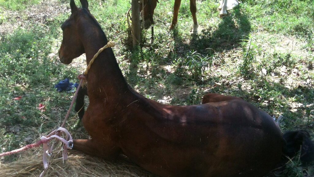 horse sitting on the ground
